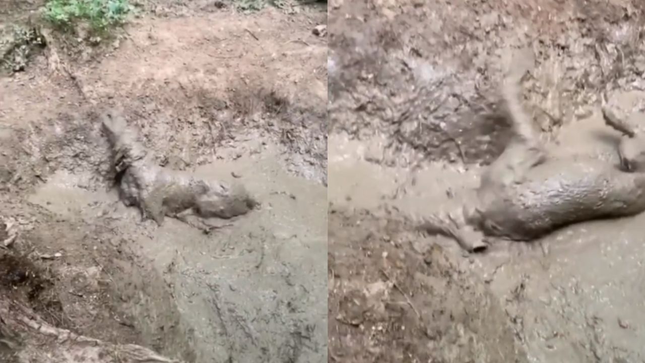 cane fa i fanghi
