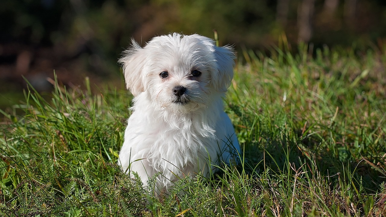 Piccolo Maltese nel prato