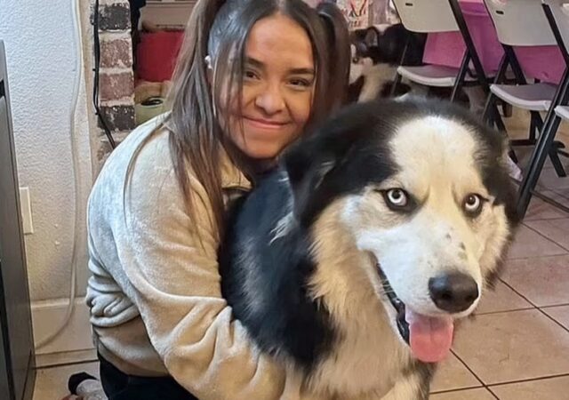 Cane Husky morto folgorato da un taser, giustizia per Enzo