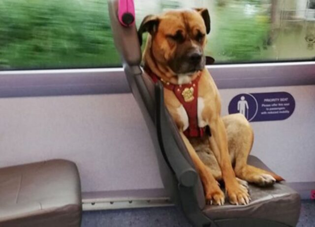 Abbandonata sull’autobus, questa cagnolona aspetta ancora che qualcuno torni a prenderla
