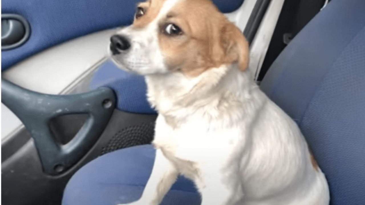 cane bianco e marrone seduto in macchina 