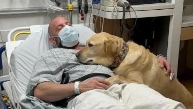 Cane infermiere assiste il proprietario in ospedale: Magnus non lo lascerà mai