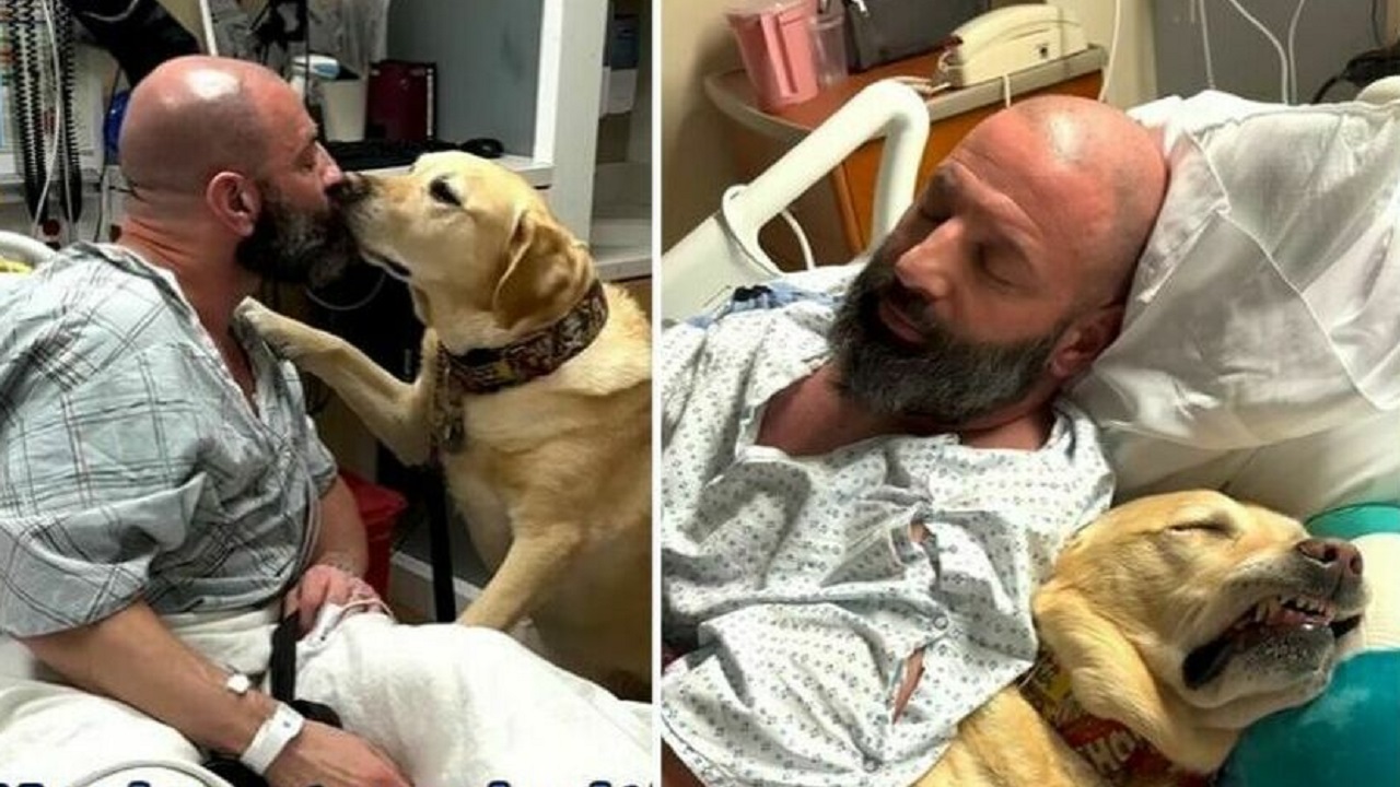 Cane sul letto di ospedale