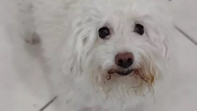 Cane malato abbandonato dalla proprietaria disoccupata: non ha i soldi per le medicine