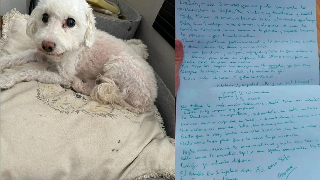 Cane abbandonato con una lettera