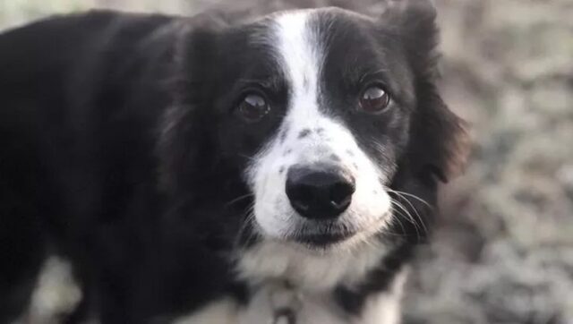 Cane malato di cancro, la sua ultima passeggiata in spiaggia