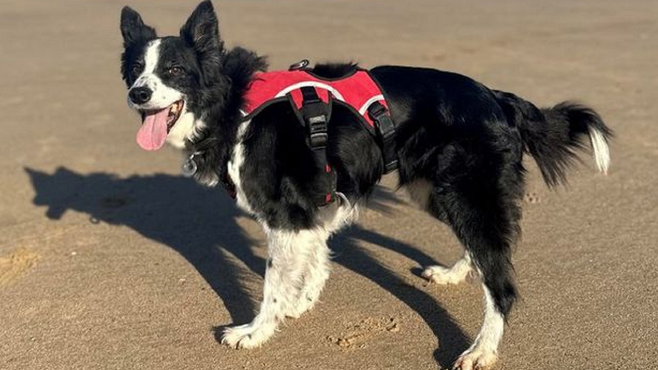 Border Collie bianco e nero