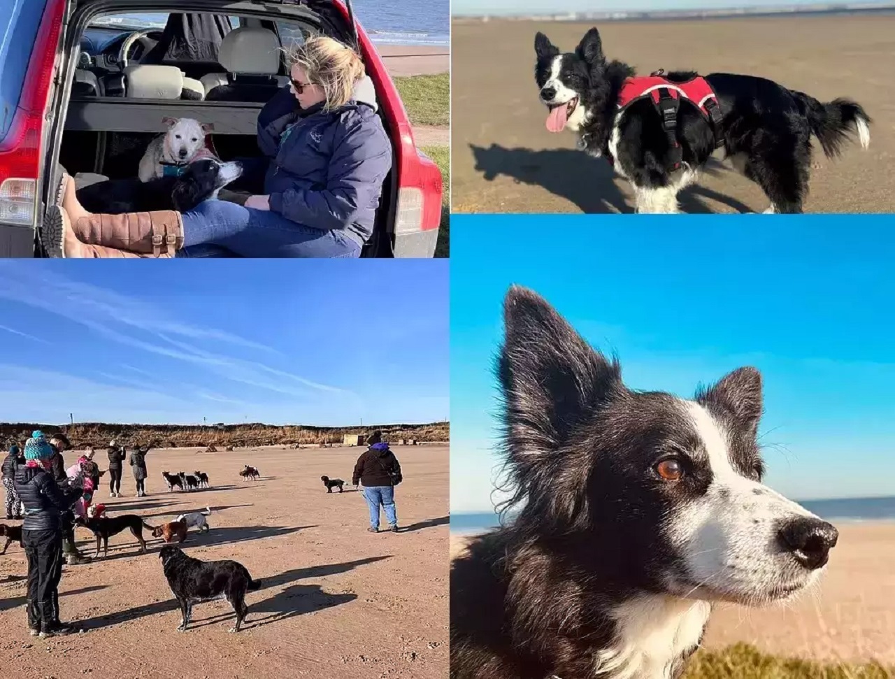 Cane passeggia in spiaggia