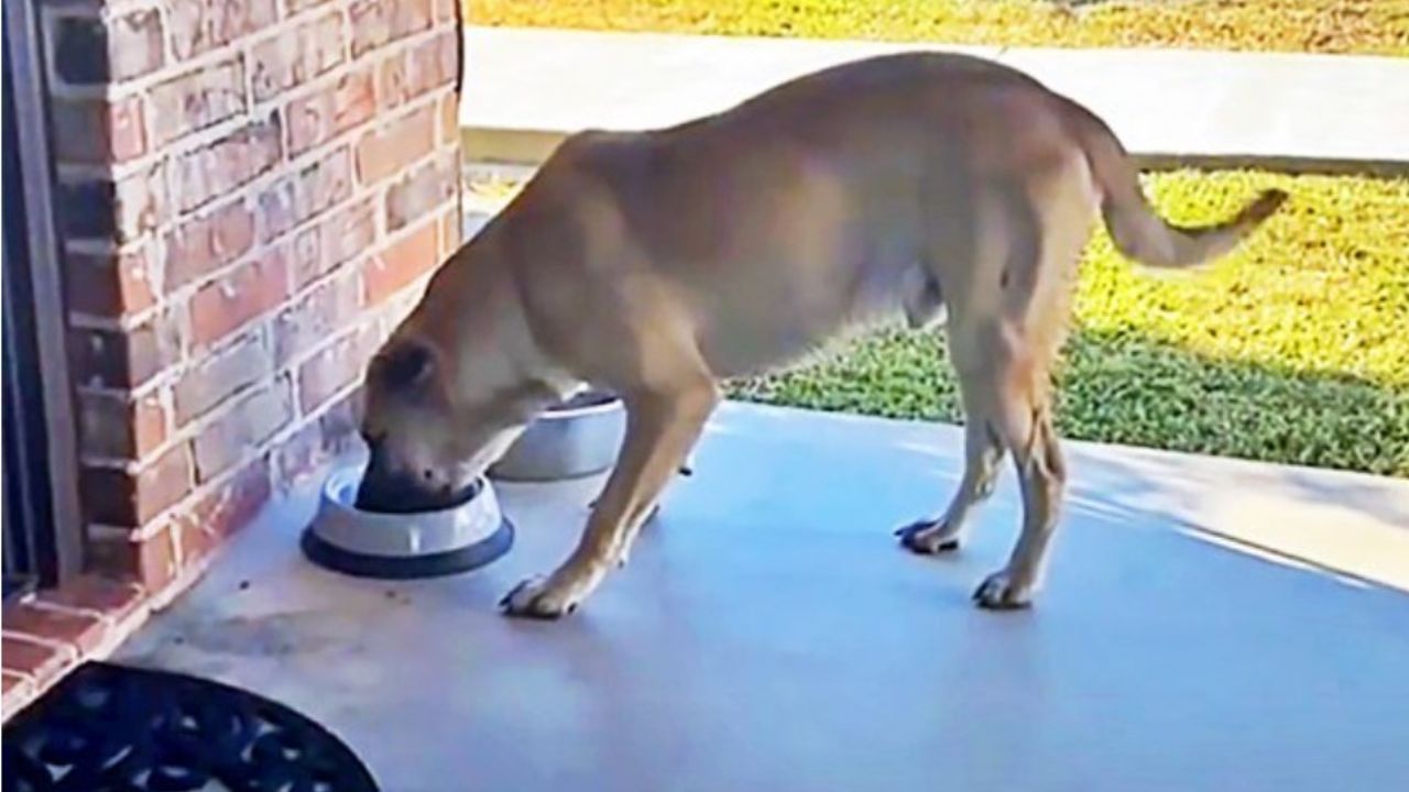 cane marrone mangia dalla scodella