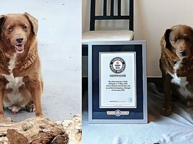 Bobi ha 30 anni ed è il cane più vecchio del Mondo