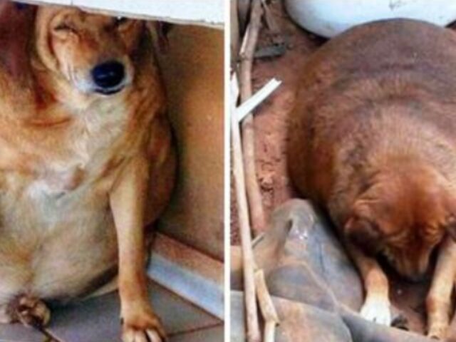 La trattavano come un’attrazione locale, ma questa cagnolina stava soffrendo moltissimo