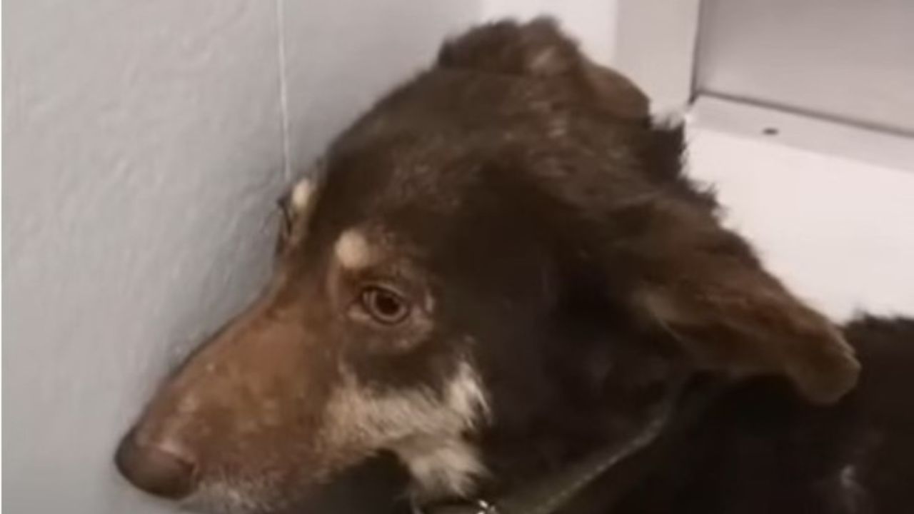 cane spaventato vicino al muro 