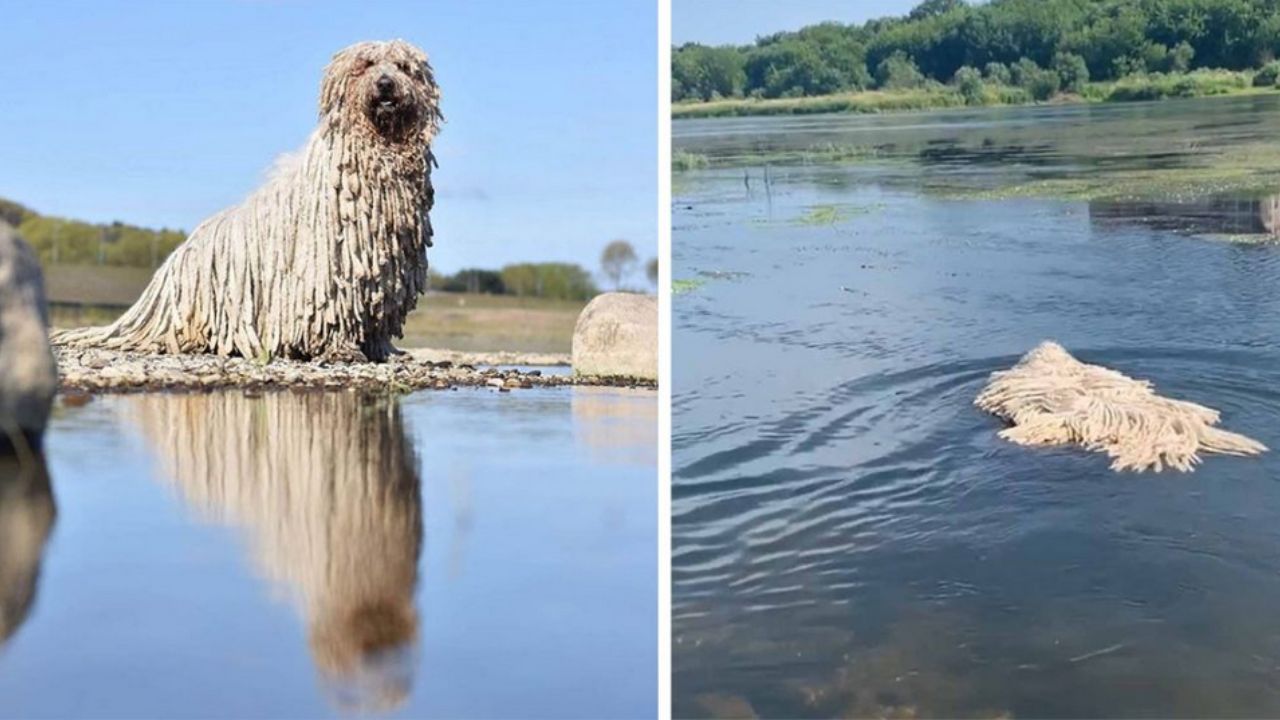 cane in acqua