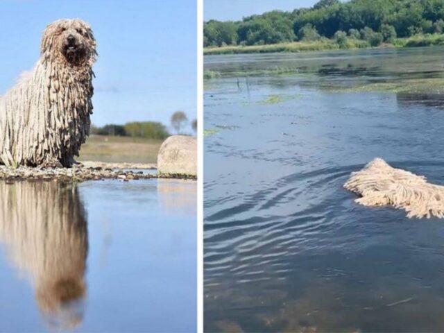 Un cane che somiglia ad un mocio viene ripreso mentre si fa un tuffo nel lago: il video ora è virale