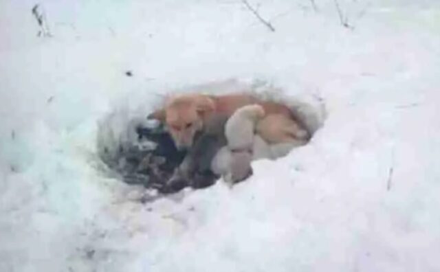 Tre lunghe settimane: questa cagnolina è rimasta per così tanto tempo nella neve, insieme ai suoi cuccioli