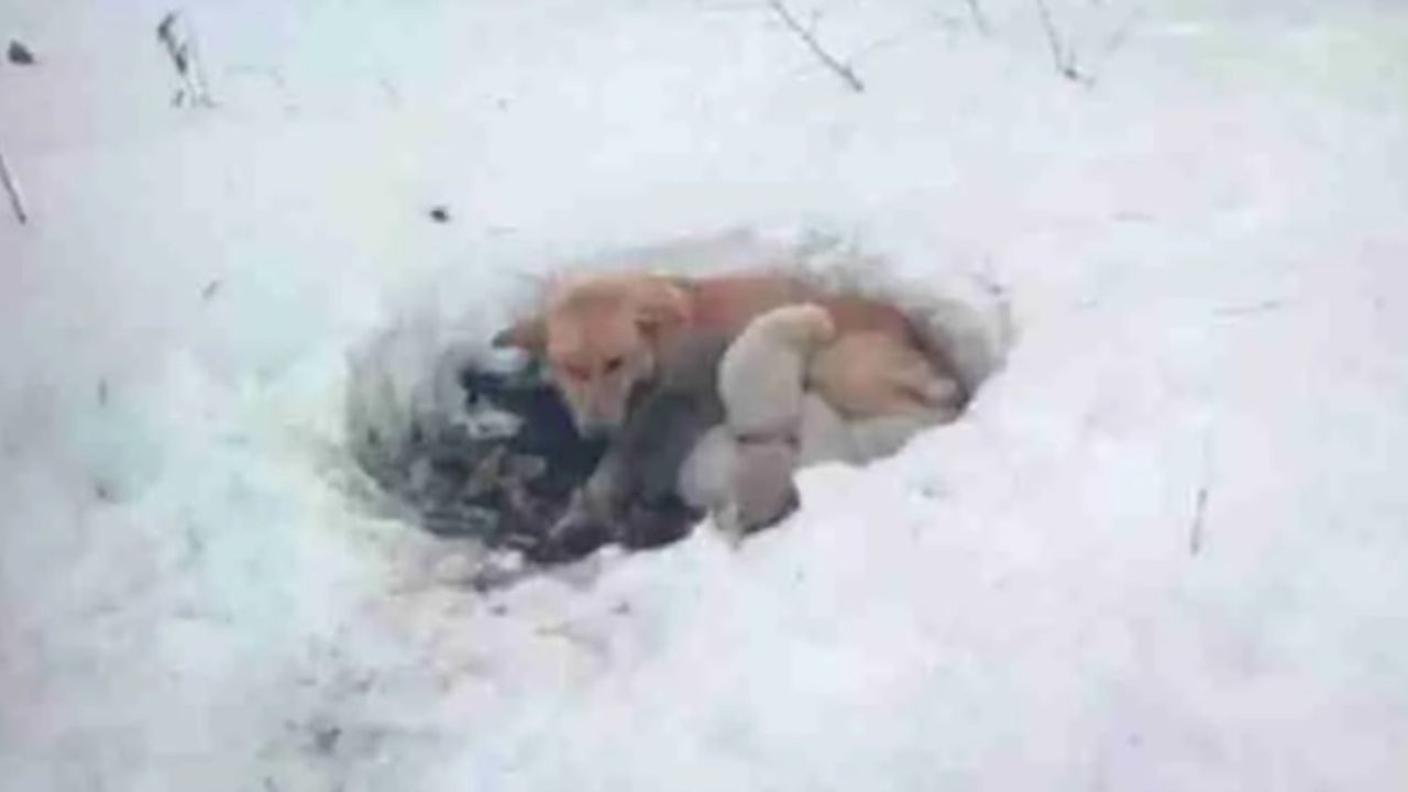 cuccioli innevati