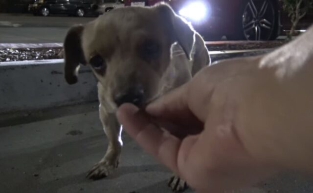 Un cucciolo abbandonato passa tutto il giorno a mendicare cibo in un parcheggio di Starbucks (VIDEO)