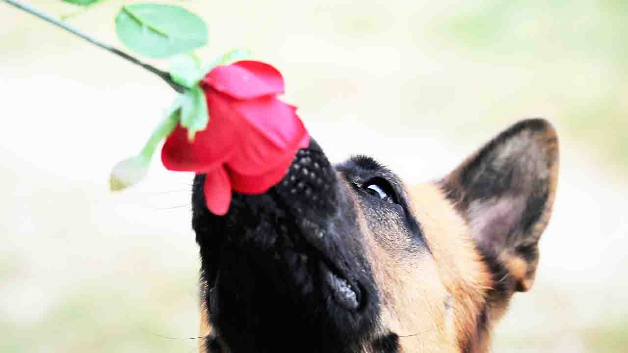 Cane annusa un fiore rosso