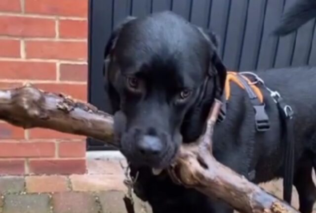 Questo cagnolone porta a casa un bastone dopo ogni passeggiata da ben 10 anni; scopriamo la sua collezione (VIDEO)