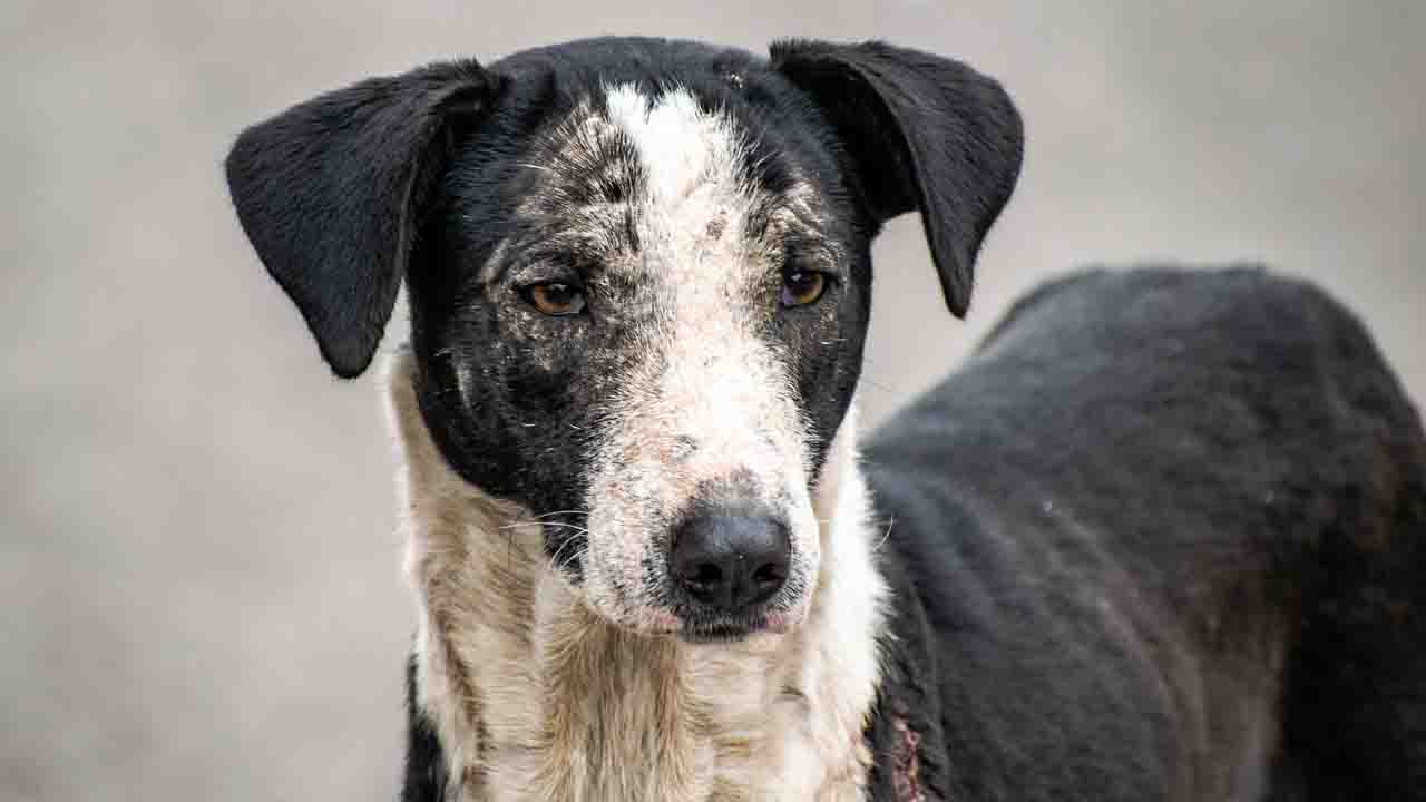 Muso del cane randagio bianco e nero