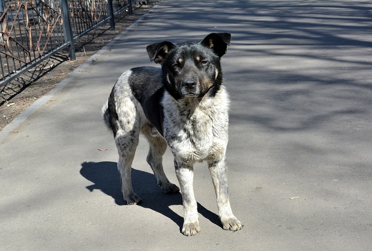 Cane randagio bianco e nero