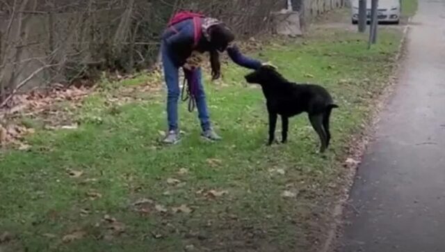 Cane rischia la soppressione, Lycos trova casa appena in tempo