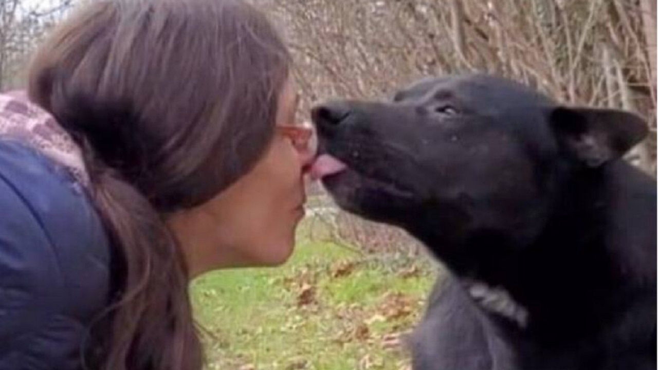 Cane lecca il naso di una donna