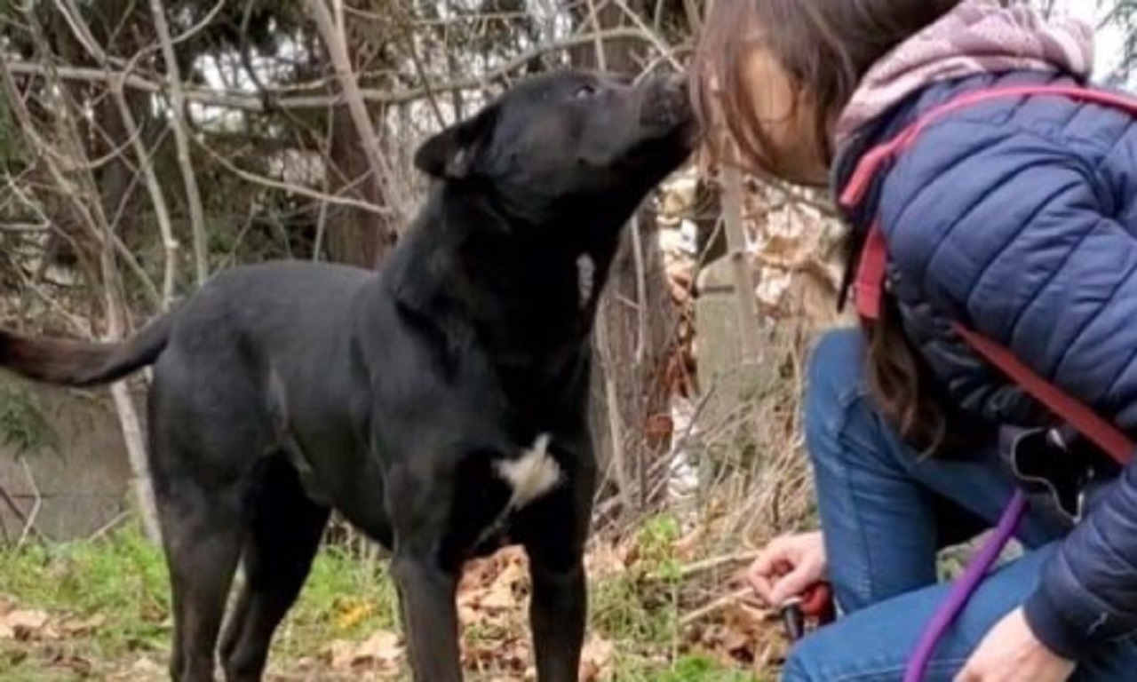 Cane nero con una donna