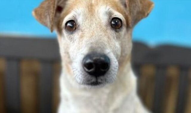 Cane rubato 6 anni fa ritrova la sua famiglia grazie al microchip