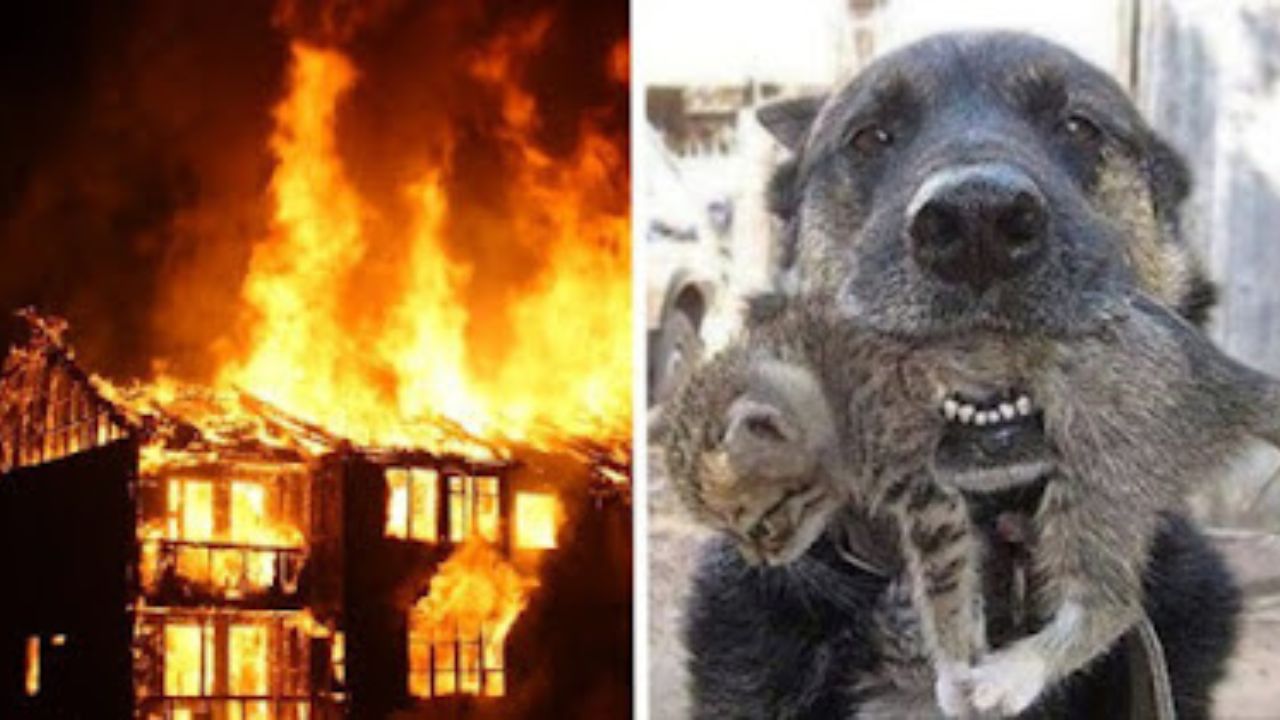 cane salva gatto dalle fiamme
