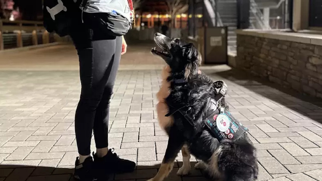 Cane nero da soccorso