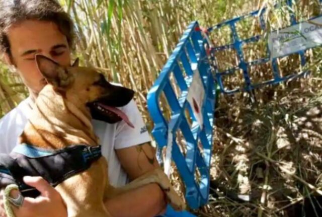 Il ragazzo cade in un pozzo e il suo cane abbaia ininterrottamente per sei ore chiedendo aiuto