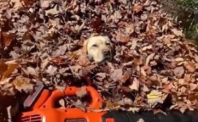 cane in un mucchio di foglie