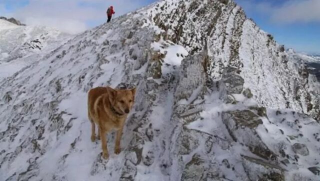 Cane scomparso in montagna dopo un’escursione, Thor torna a casa 16 giorni dopo