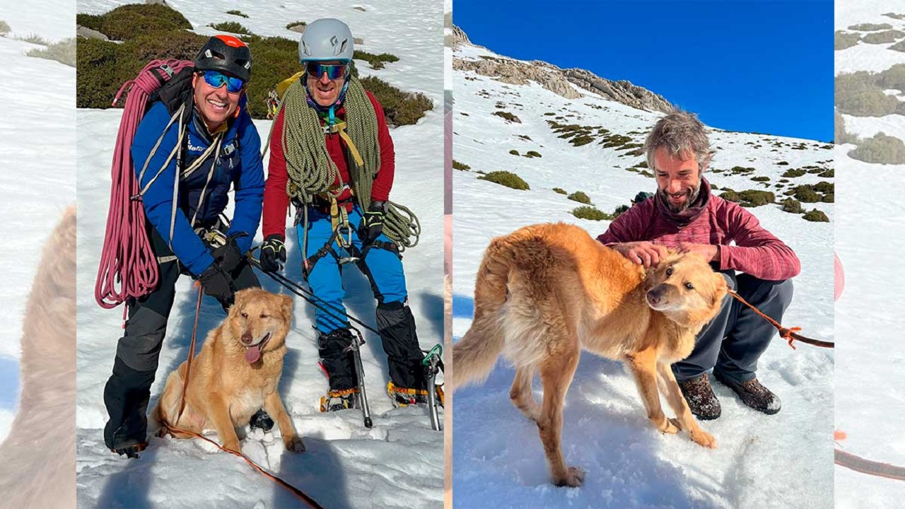 Cane ritrovato in montagna