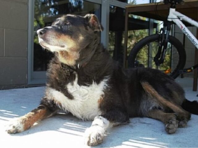 Il cane si assenta per tutto il giorno, poi torna con un biglietto che motiva la sua “scomparsa”