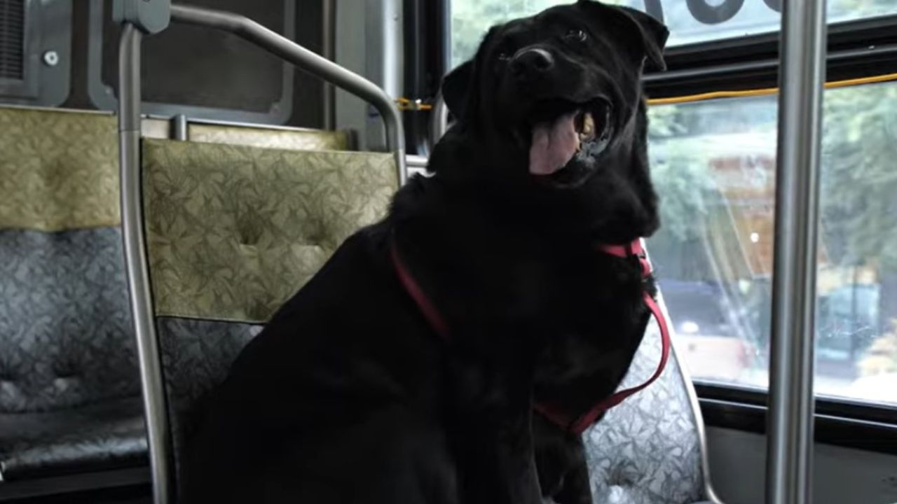 cane nero sull'autobus