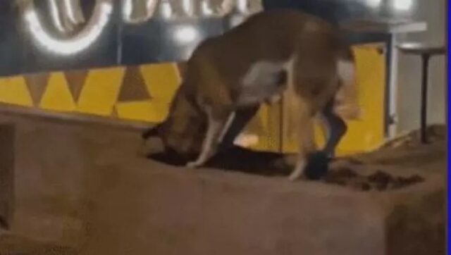 Cane saluta il gatto investito in strada in modo commovente