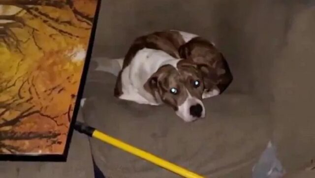 Cane sopravvive con gli avanzi dei gatti randagi, ora ha una casa per sempre