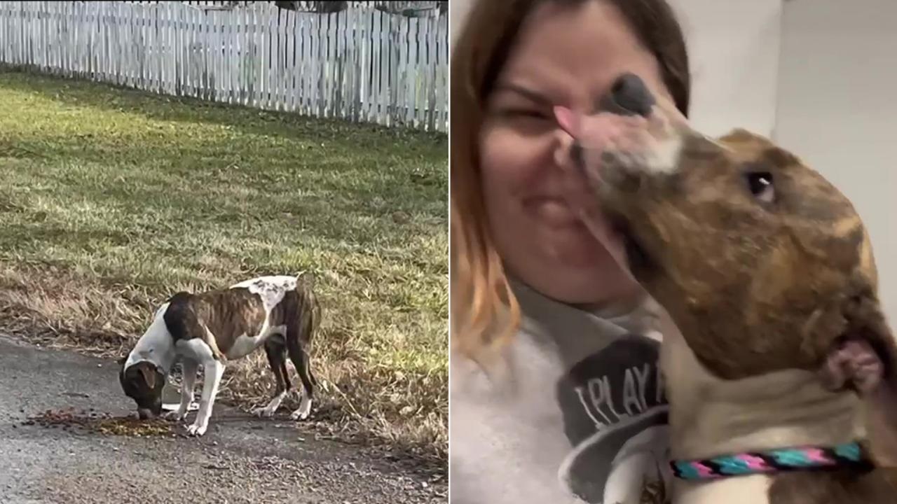 Cane bianco e marrone bacia la donna