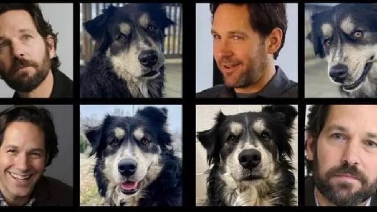 Cane sosia di Paul Rudd