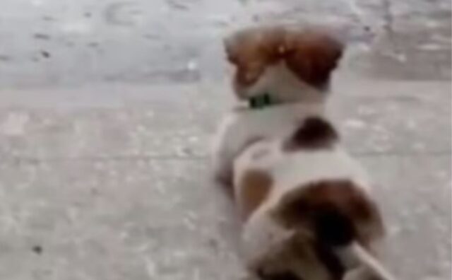 Riprende il suo cane che corre sotto la pioggia: non si aspettava che sarebbe diventato così famoso
