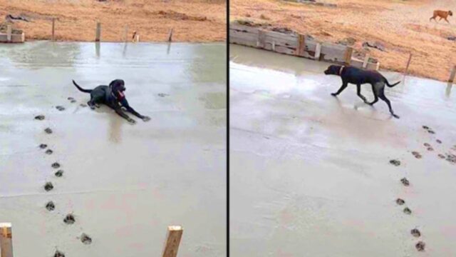 L’operaio scopre che il cane ha rovinato i suoi lavori in cemento fresco, ma non riesce a rimproverarlo