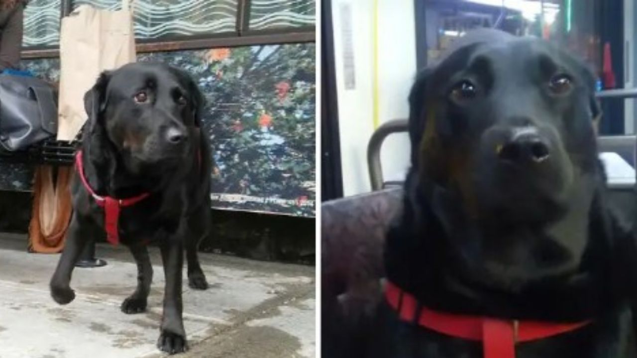 cane nero con pettorina rossa 