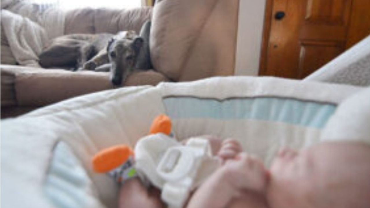 Cane sul divano guarda neonato