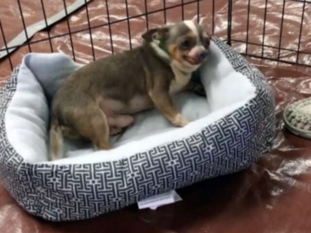 Il chihuahua che da anni viveva in canile non riesce a credere di avere una comoda cuccia tutta sua