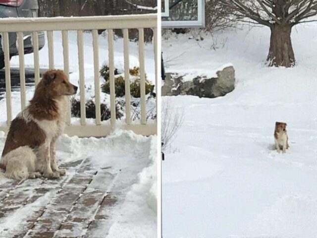 Questo cane abbandonato ha atteso cinque giorni, inutilmente, che la sua famiglia tornasse indietro