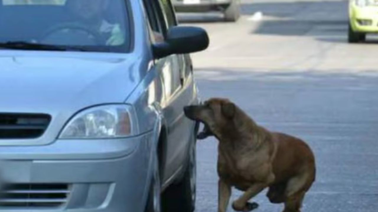 cane marrone nel traffico