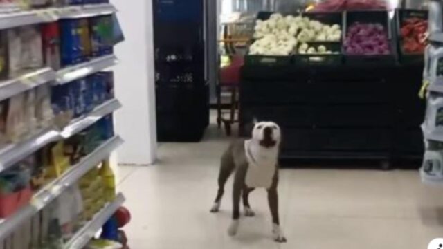 Il Pit Bull comincia ad abbaiare al supermercato: quando viene rivelato il perché, i cuori si spezzano