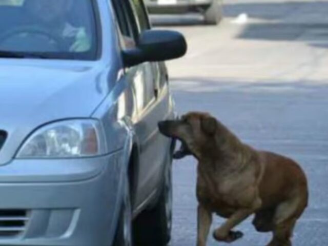 cane che abbaia contro una vettura